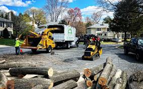 Best Tree Disease Treatment  in Beaver, UT